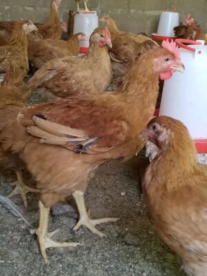 Poulet local amélioré.